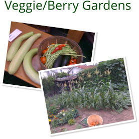Veggie/Berry Gardens